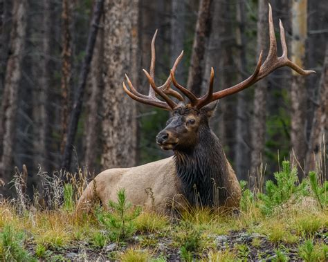 All five of these animals live in idaho. Utah State Animal | Rocky Mountain Elk