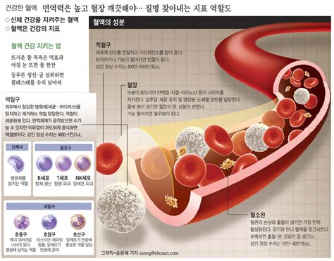 혈액 12만㎞ 몸속 혈관 누비며 우리 몸 지키는 방어軍 조선닷컴 인포그래픽스 그래픽 뉴스 라이프