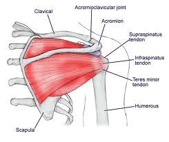 This is an impingement common in throwing athletes and occurs with excessive external rotation of the. Sportvoeding24: Van schouder blessure naar de oplossing ...