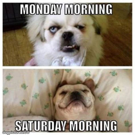 Mondays Vs Saturdays Dog Pictures