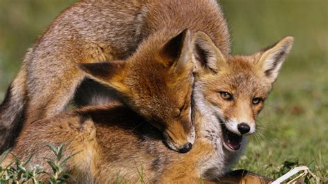 We Want You To Hear Us Having Sex Say Foxes The Daily Mash