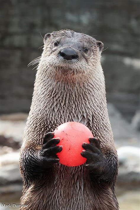 Up For A Game Of Catch — The Daily Otter Otters Interesting Animals