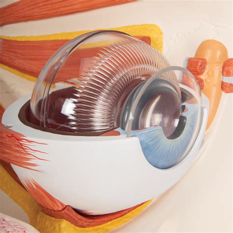 Anatomical Teaching Models Plastic Human Eye Models Eye With Optic
