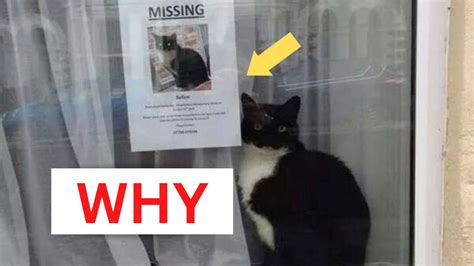 Lost Pussycat Mysteriously Appears Posing Next To His Own “lost Cat” Sign