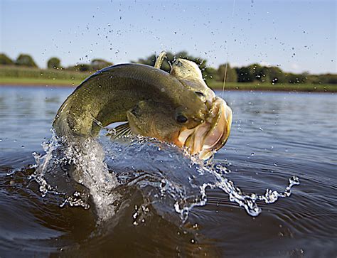 Fish out of water is an idiom used to refer to a person who is in unfamiliar, and often uncomfortable, surroundings. Time for Lunkers: Early Bass Fishing in Arkansas