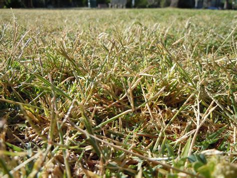 Recovering Dormant Grass After Winter In Pa And Nj