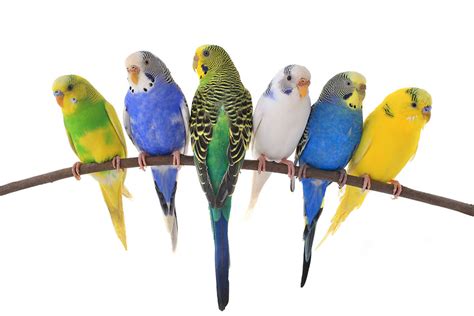 Budgie Colour Types Varieties And Types Budgies Guide Omlet Uk