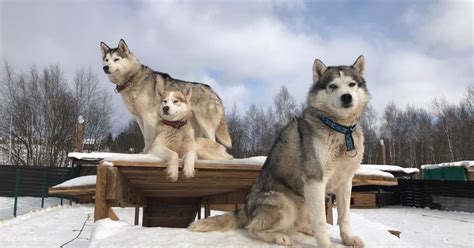 Dog Sledding Experience With Husky Home Visit From Moscow Klook