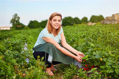 Woman Farmer Working In A Strawberry Field Worker Picks Strawberries Askmigration Canadian