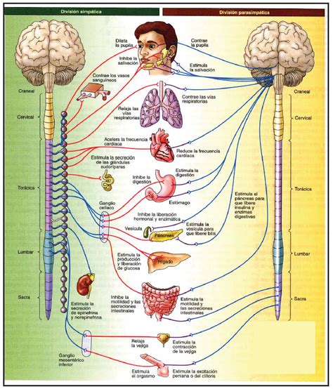 Sistema Nervioso Aut Nomo Neurovegetativo Blog De Biolog A