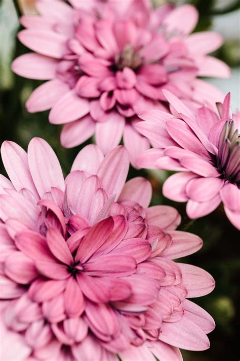 Close Up Of Pink Flowers Hd Phone Wallpaper Peakpx
