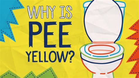Why Is Pee Yellow Mental Floss