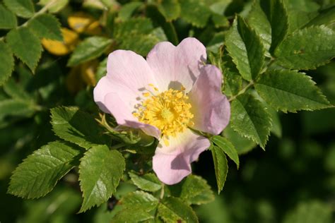 Rosa Canina Flower Biodivercité