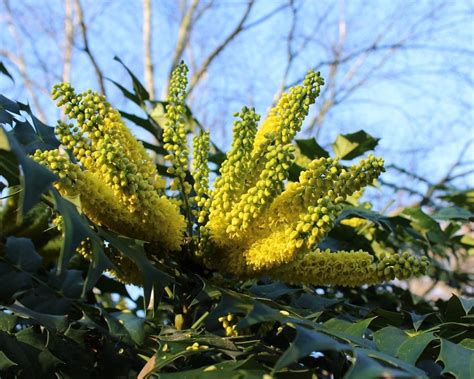 Leatherleaf Mahonia In Gardens Tips For Growing Leatherleaf Mahonia
