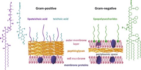 Differences Between Gram Positive And Gram Negative Bacterial Cell