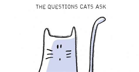 11 Questions That Cats Ask We Love Cats And Kittens