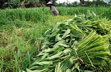 Petani Kangkung Raup Rp Juta Dalam Sekali Panen Di Tengah Pandemi