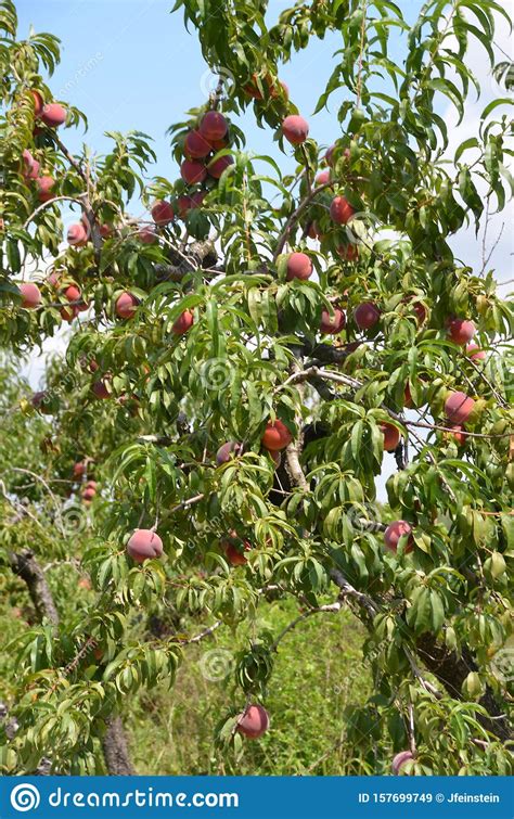 Peaches On The Tree Stock Image Image Of Fruits Fresh 157699749