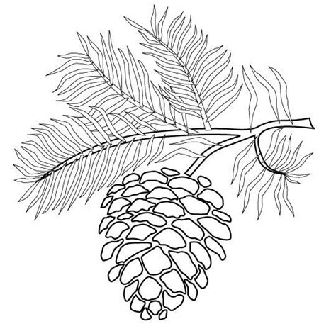 Pine Cone Coloring Pages Printable Coloring Pages