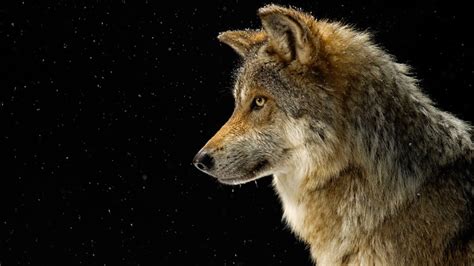 Animal Wolf Hd Wallpaper By Joel Sartore