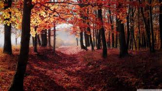 Autumn Forest Trees Red Leaves Ultra Hd Desktop