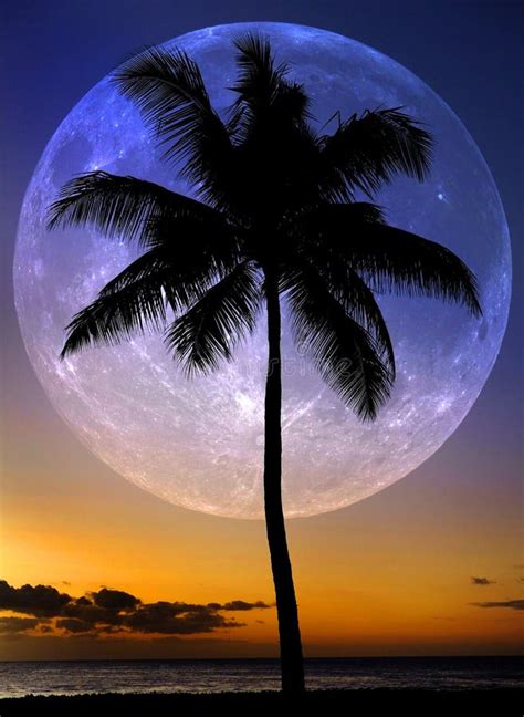 Palm Trees Sunset Near Ocean Beach Tropical Location Full Moon Stock