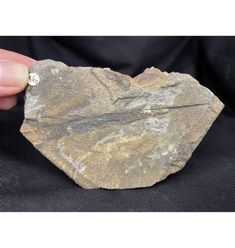 Fossils For Sale Fossils Rare British Carboniferous