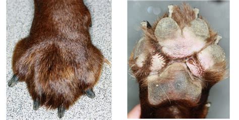 Interdigital Cysts Pododermatitis The Skin Vet