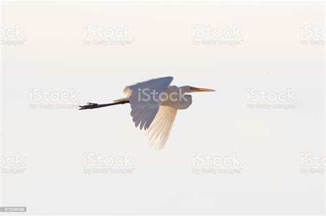 Bird Heron Flying Above The Salton Sea Stock Photo Download Image Now