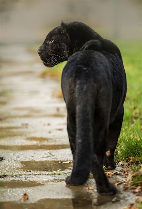 Black Jaguar Series Taken At The Big Cat Sanctuary In Kent By Colin