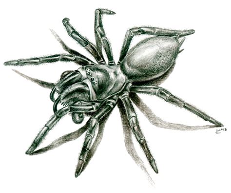 Species New To Science Arachnology 2013 Friularachne Rigoi A