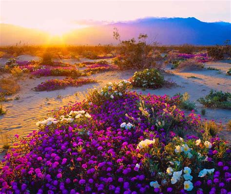 Desert Wildflowers Where To View The Desert Wildflowers In The