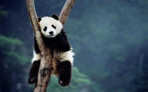 Download Beautiful Panda Sitting On Tree Wallpaper