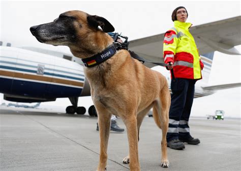 Conozca Cómo Funciona El Entrenamiento De Perros Especializados En