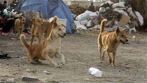 انتشار الكلاب الضالة يثير مخاوف الساكنة وسط حي بمراكش kech24 maroc news كِشـ24 جريدة