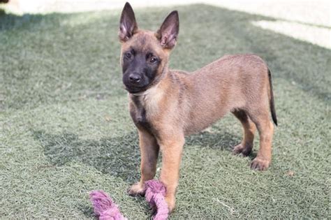 Give a home to this cute puppy. Litter of 8 Belgian Malinois puppies for sale in IMPERIAL ...