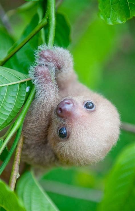 Sloths Cute Baby Sloths Cute Sloth Pictures Baby Sloth