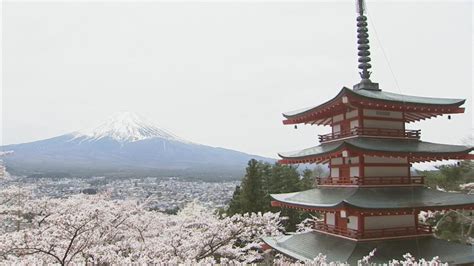 富士山に五重塔と桜 新倉山浅間公園 47万人を突破 Utyテレビ山梨