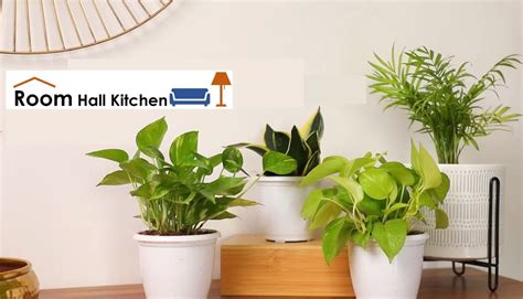 11 Best Indoor Plants India