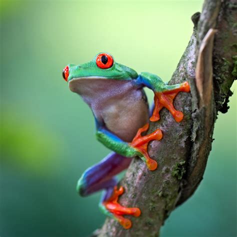 Red Eyed Tree Frog The Animal Spot