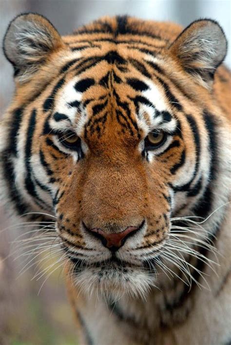 Wwf Uk On Twitter As Few As 3200 Tigers Remain In The Wild You Can