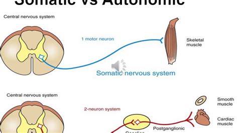 autonomic nervous system section youtube