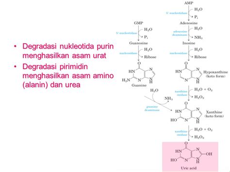 Jpy Blog Pertemuan 14 Reaksi Reaksi Spesifik Pada Nukleotida