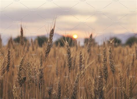 Sunset Over The Wheat Field Containing Wheat Field And Wheat Field