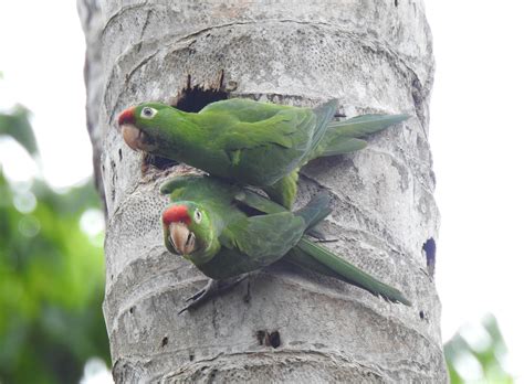 In My Costa Rican Garden Crimson Fronted Parakeet Birds For Beer