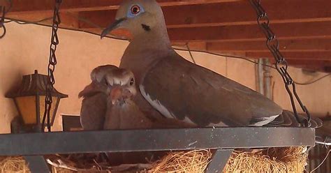 Dove Raising Babies In My Planter Imgur