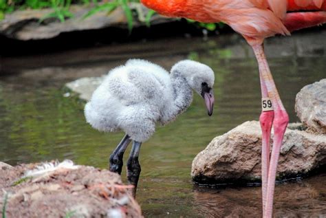 Baby Flamingo Born At Philadelphia Zoo First To Hatch In More Than 20