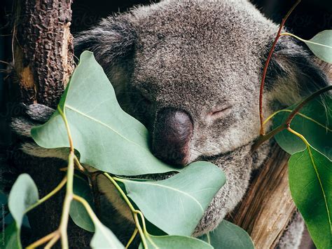 Sleepy Koala On A Eucalyptus Tree By Stocksy Contributor Studio