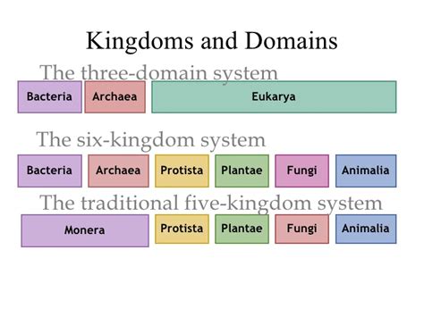Domains And Kingdoms Biology 11