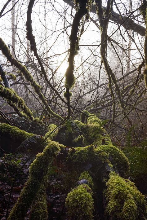 Jungle Crawling Into The Fog North Vancouver 2015 Benson Hilgemann